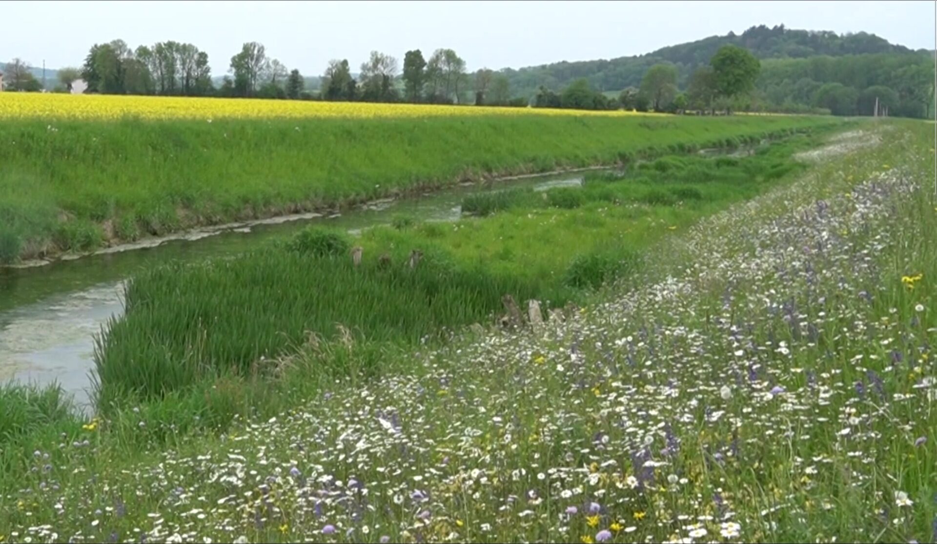 Revitalisation du ruisseau Nozon (Orbe VD), revégétalisés avec des semences autochtones - 