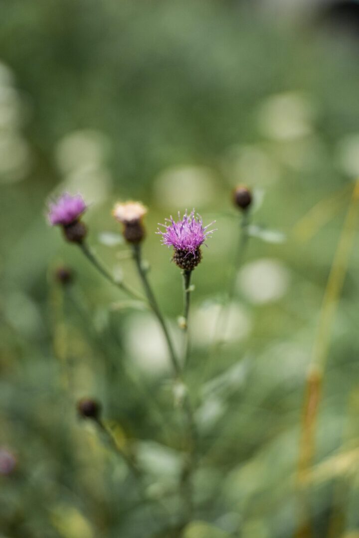Biodiversität in der Stadt – HoloSem auf SRF