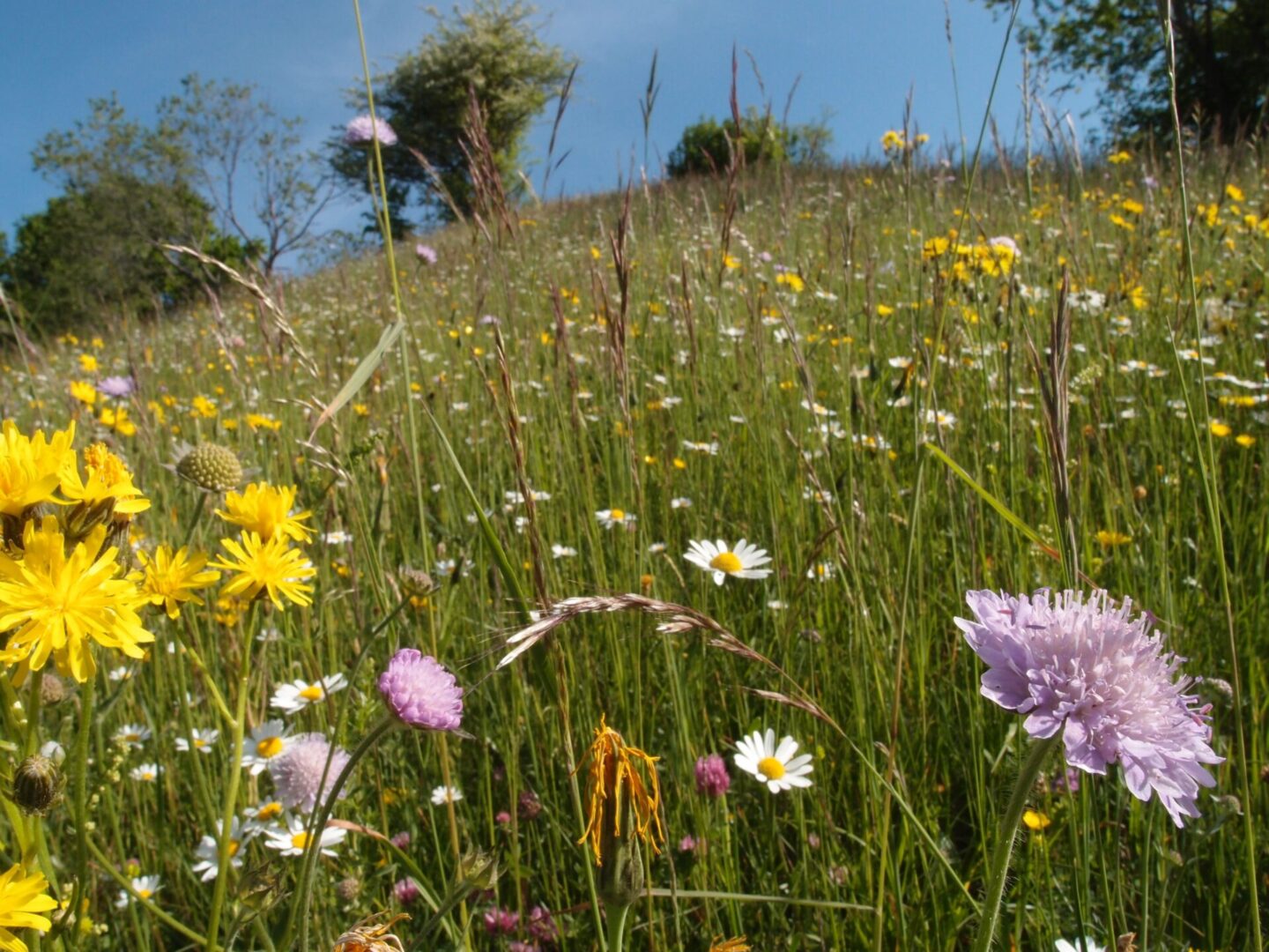 Blumenwiese statt Rasen kann jährlich Milliardenkosten sparen