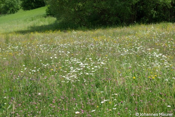 Rinaturalizzazione delle pianure alluvionali del Salzach a nord di Salisburgo (AT) - 